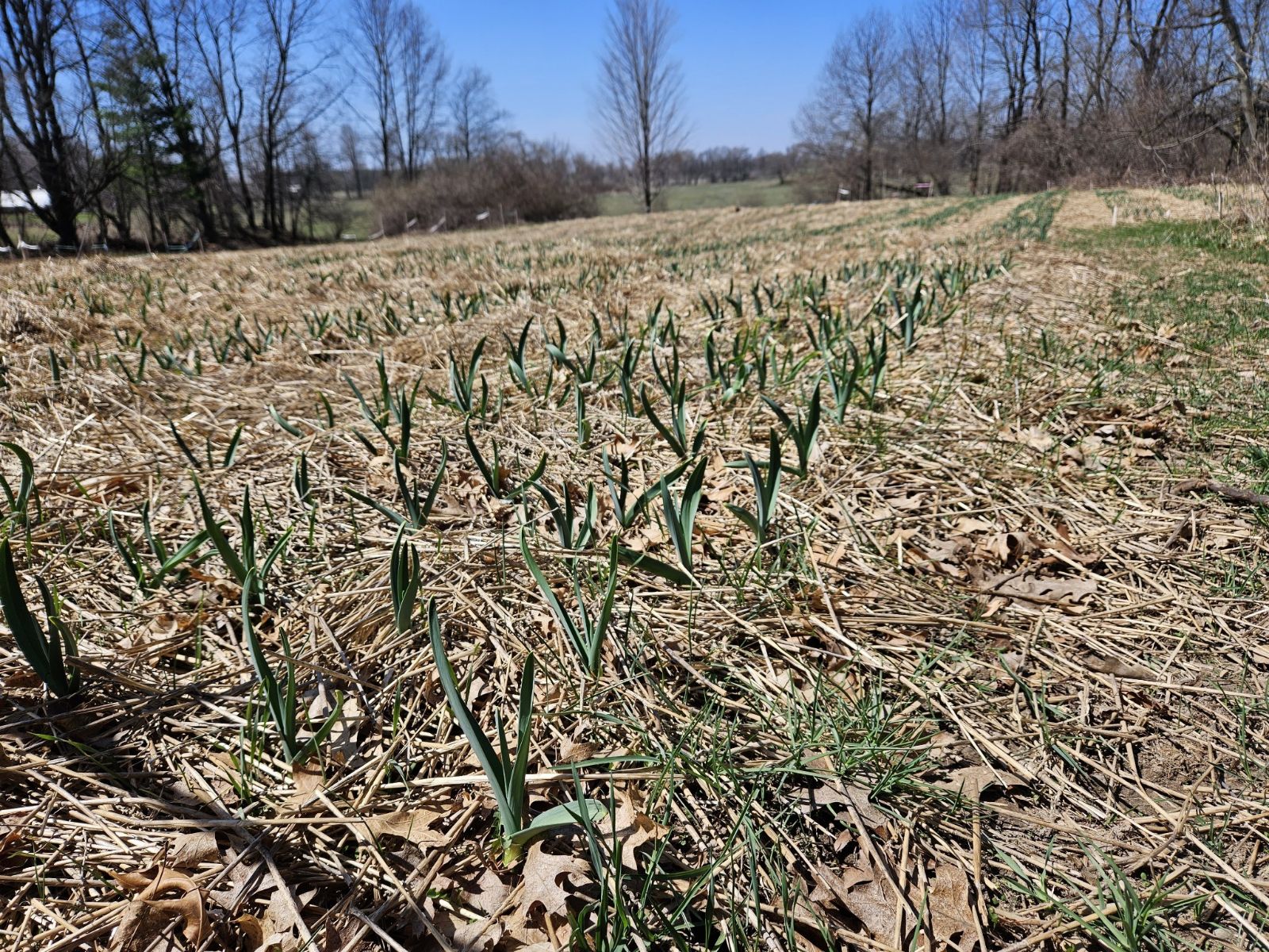 Beautiful Organic Field of Garlic 26