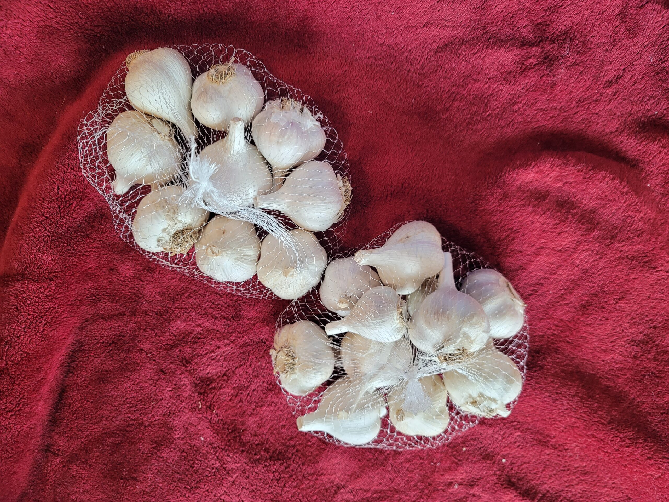 Beautiful Organic White Germán Garlic 6