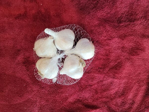 Beautiful Organic White Germán Garlic 5