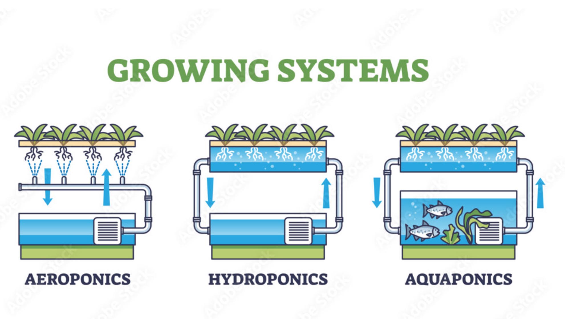 Hydroponics vs Aeroponics vs Aquaponics